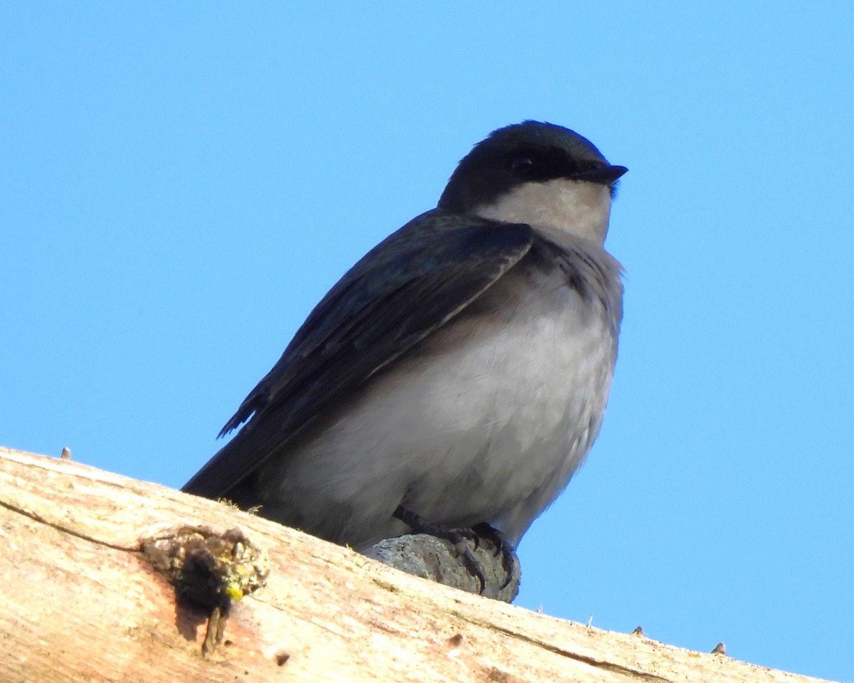 Tree Swallow - ML619216075