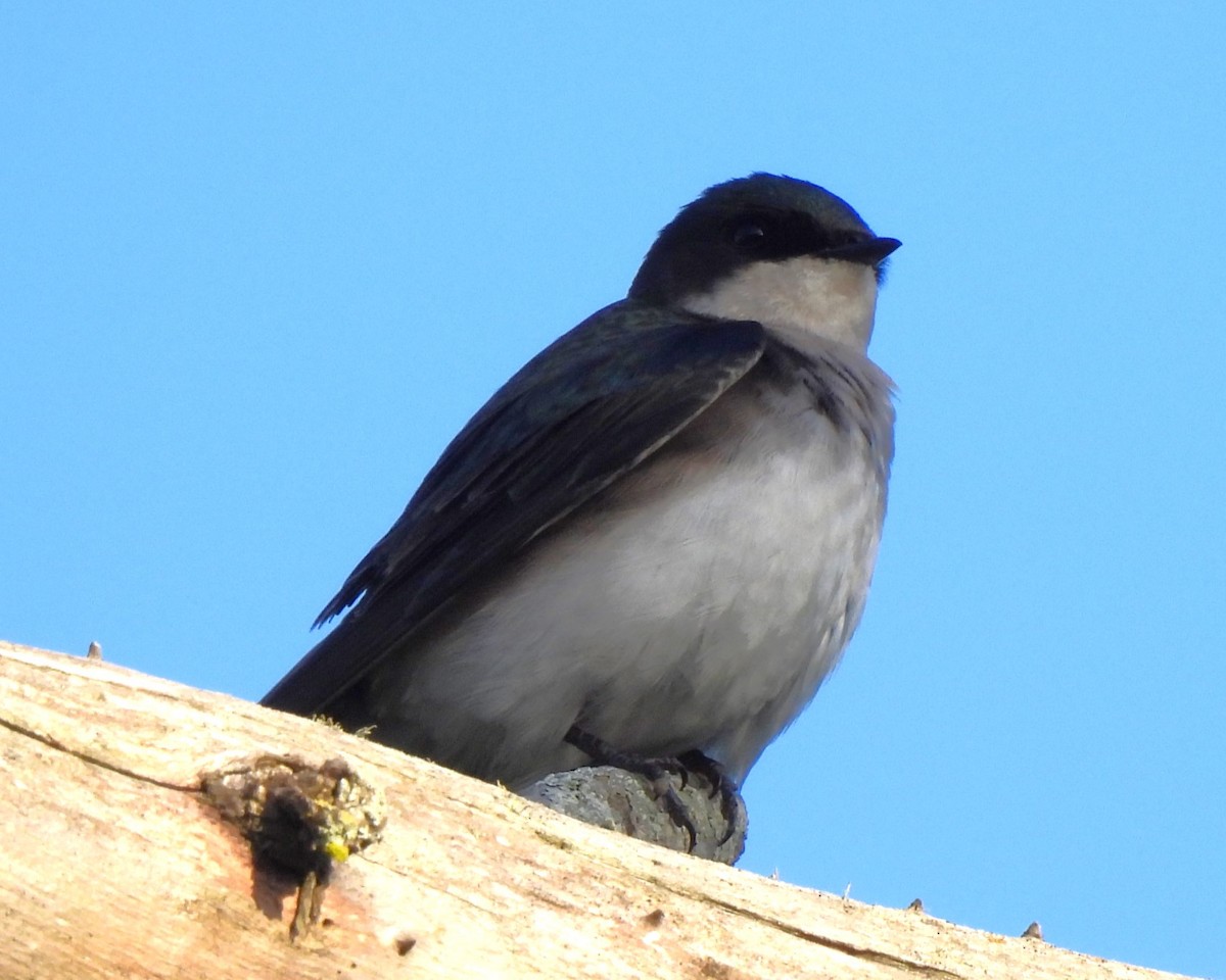 Tree Swallow - Michael I Christie