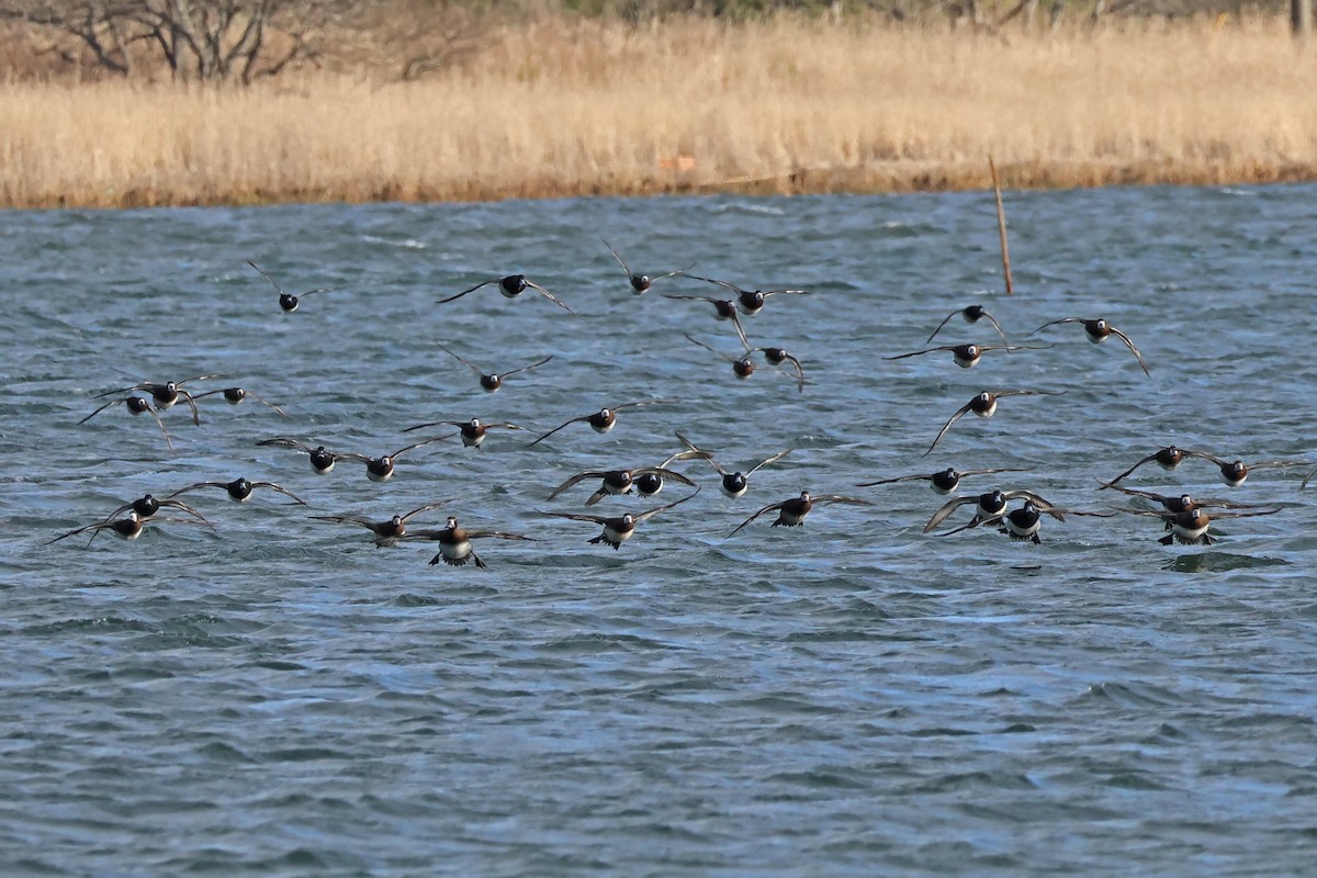 Greater Scaup - 佑淇 陳