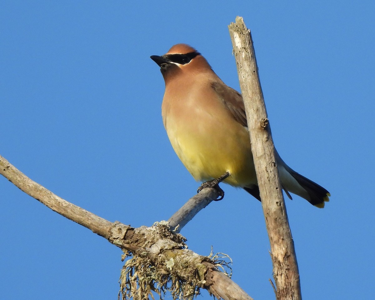 Cedar Waxwing - Michael I Christie