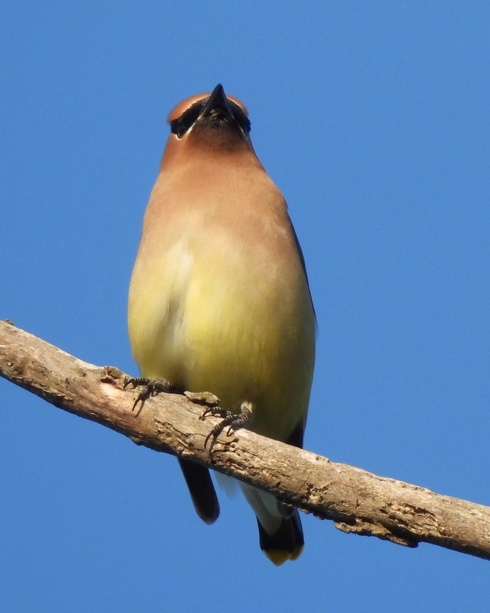 Cedar Waxwing - ML619216091
