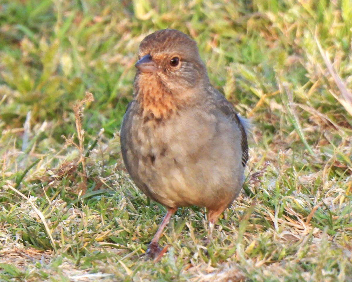 California Towhee - Michael I Christie