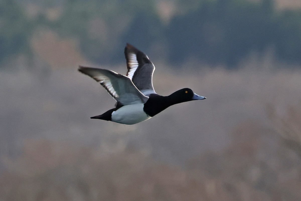 Greater Scaup - ML619216096