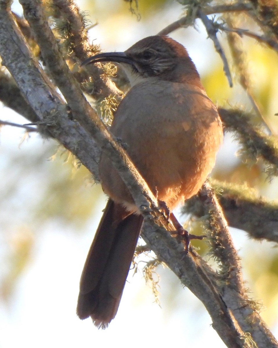 California Thrasher - ML619216097