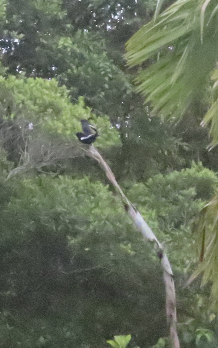 Oriental Magpie-Robin - ML619216099