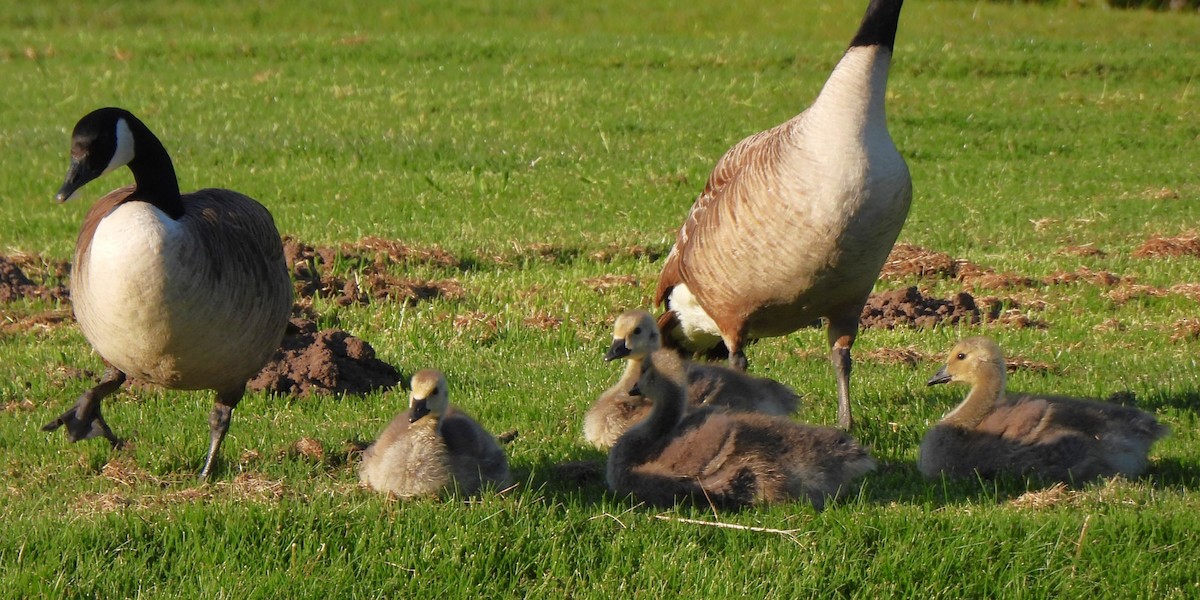 Canada Goose - Michael I Christie