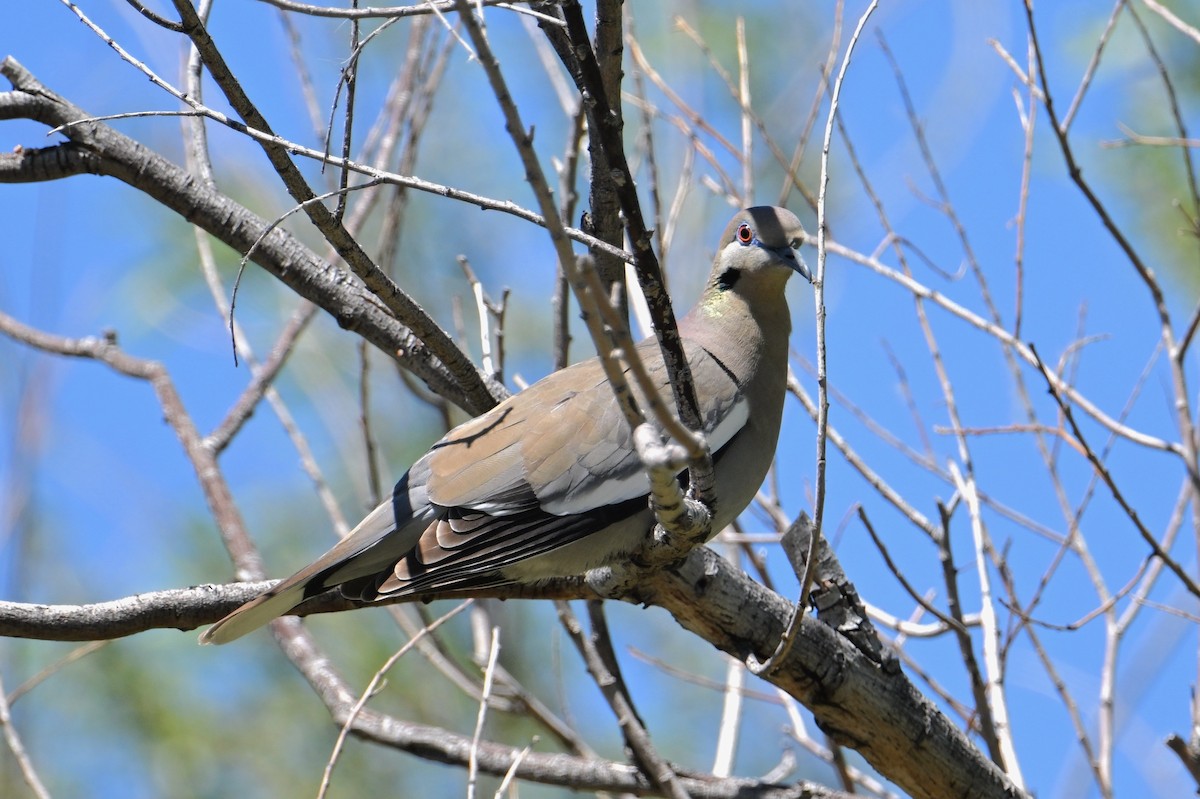 White-winged Dove - John Dumlao