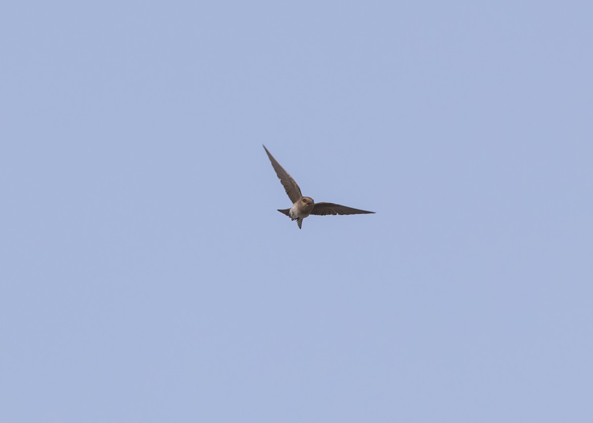 Gray-throated Martin - Ma Yan Bryant