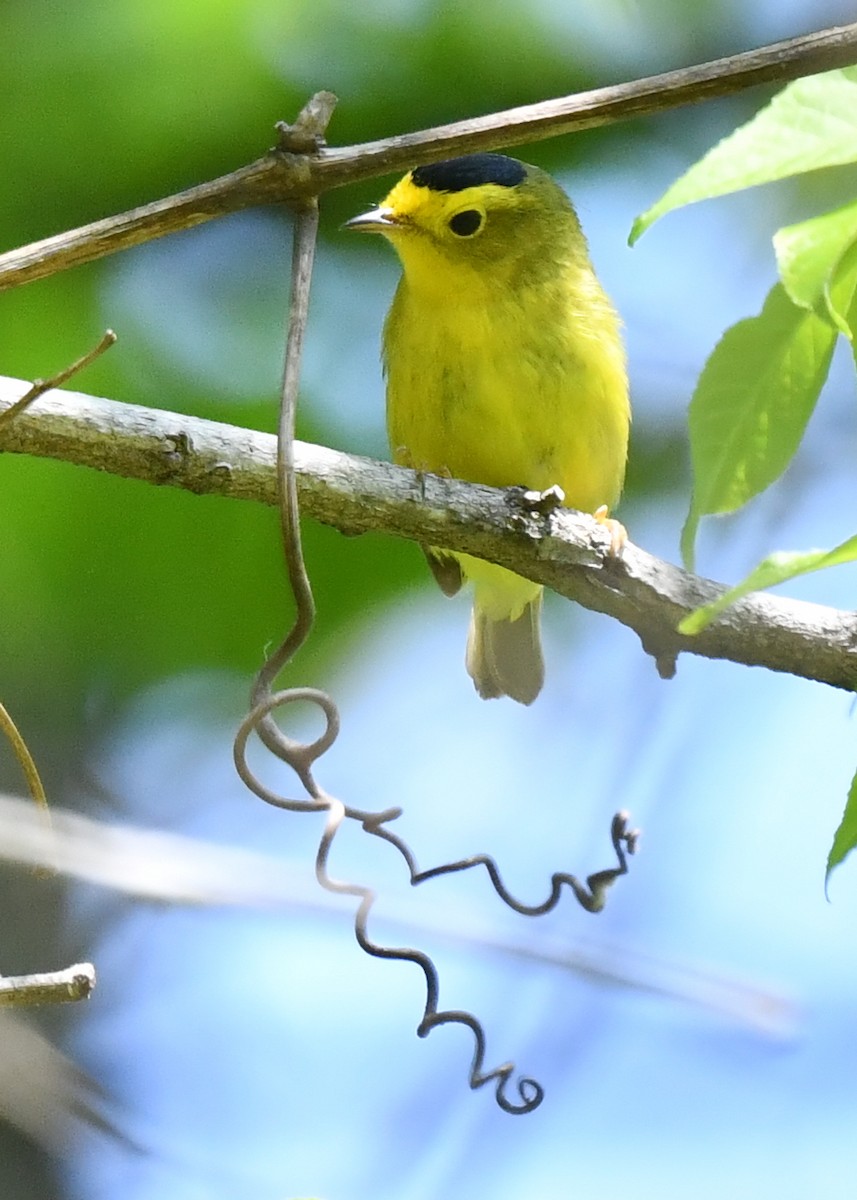 Wilson's Warbler - Kristen Cart