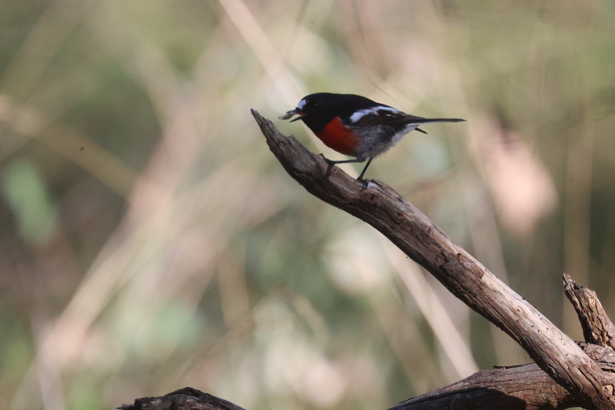 Scarlet Robin - GEOFFREY SHINKFIELD