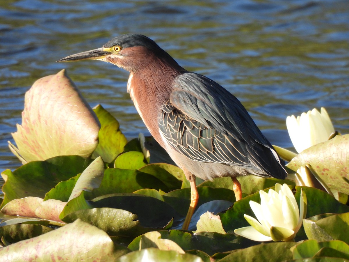 Green Heron - Michael I Christie