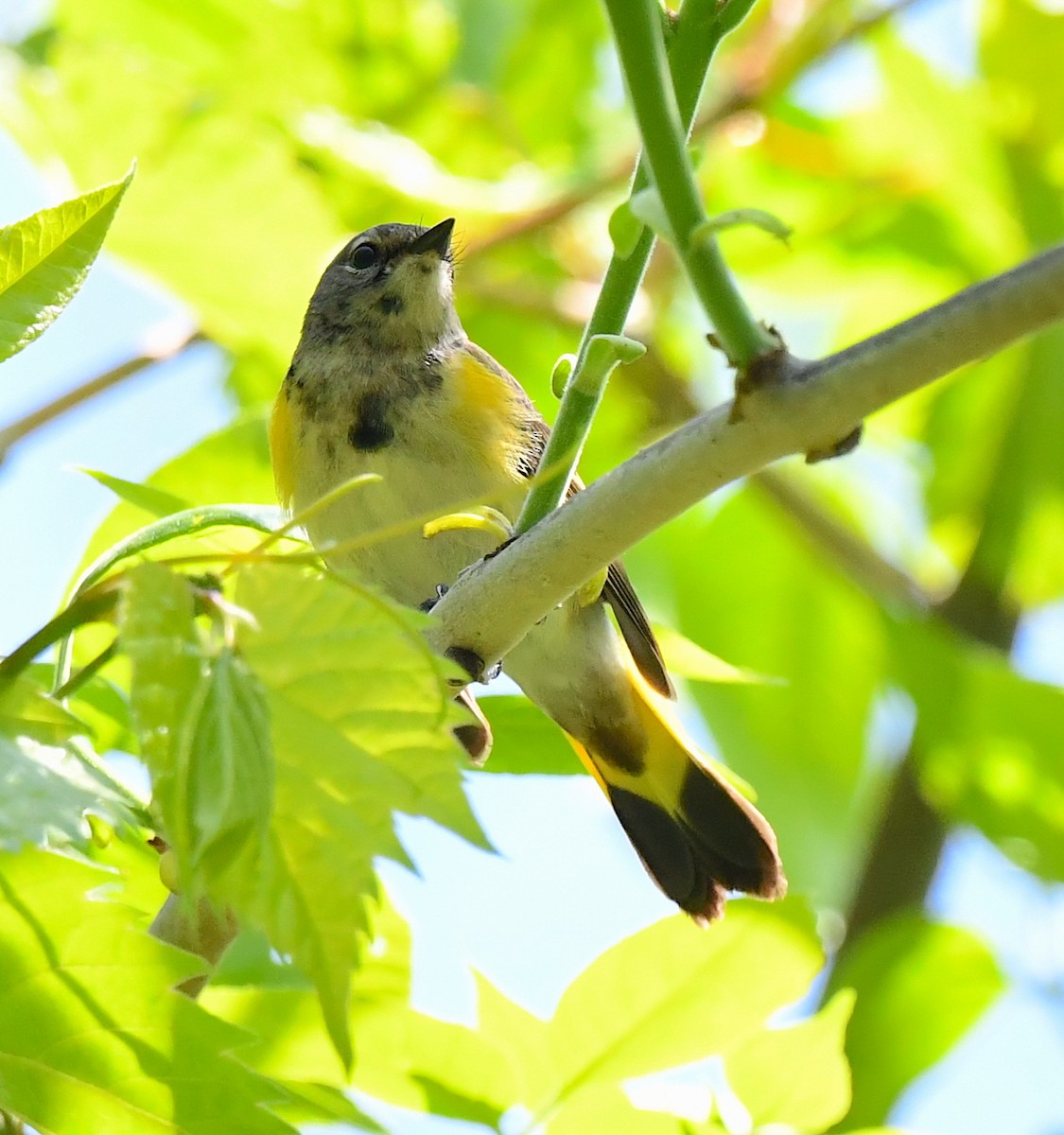 American Redstart - Kristen Cart