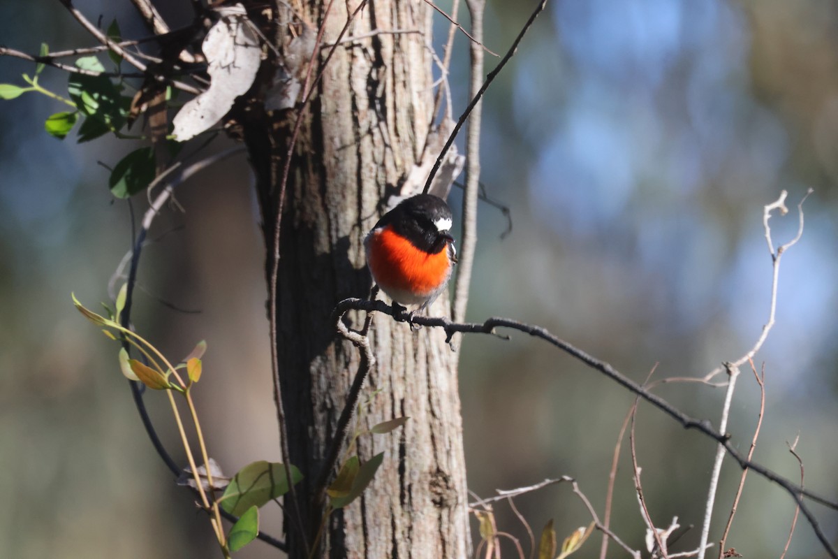 Scarlet Robin - GEOFFREY SHINKFIELD