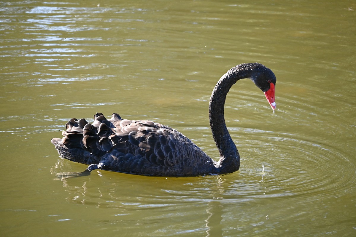 Black Swan - Steve Ryan