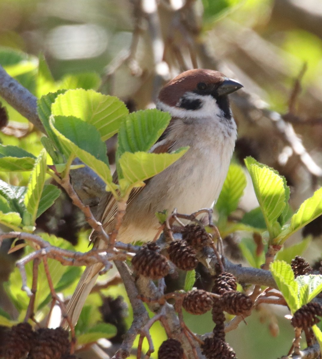 Eurasian Tree Sparrow - ML619216147