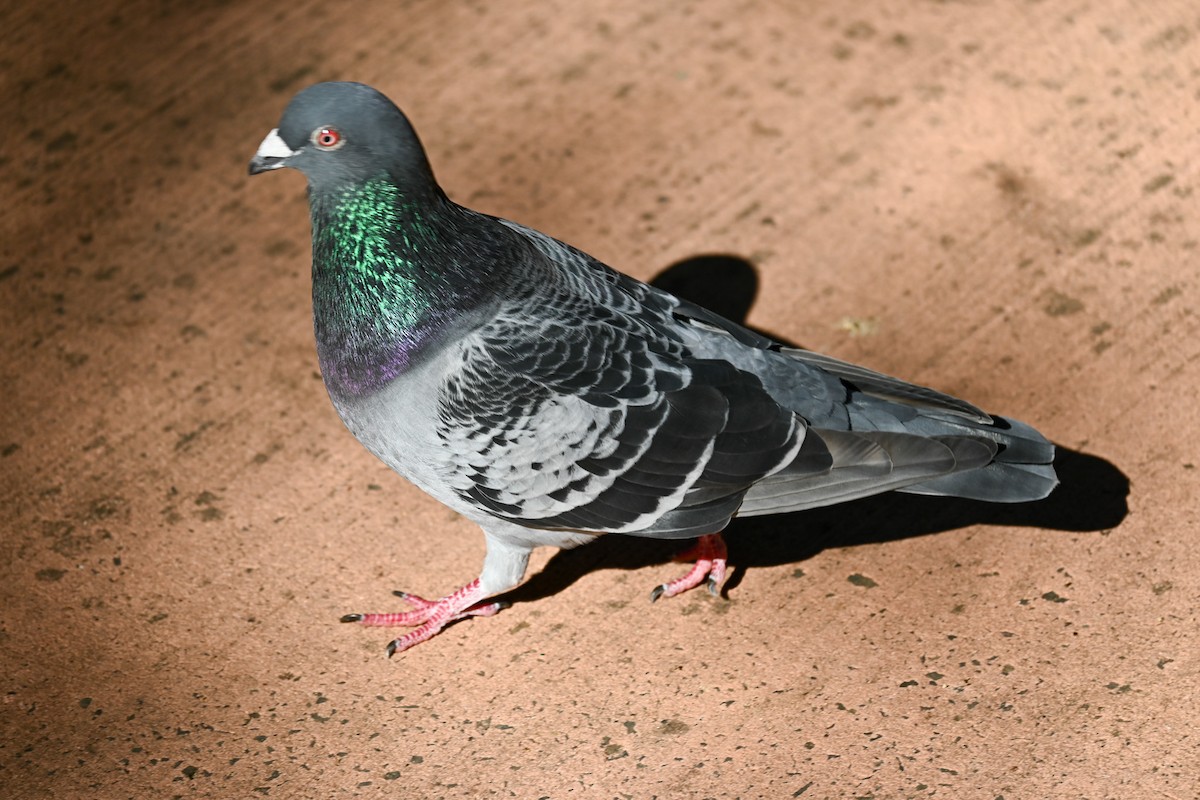 Rock Pigeon (Feral Pigeon) - Steve Ryan