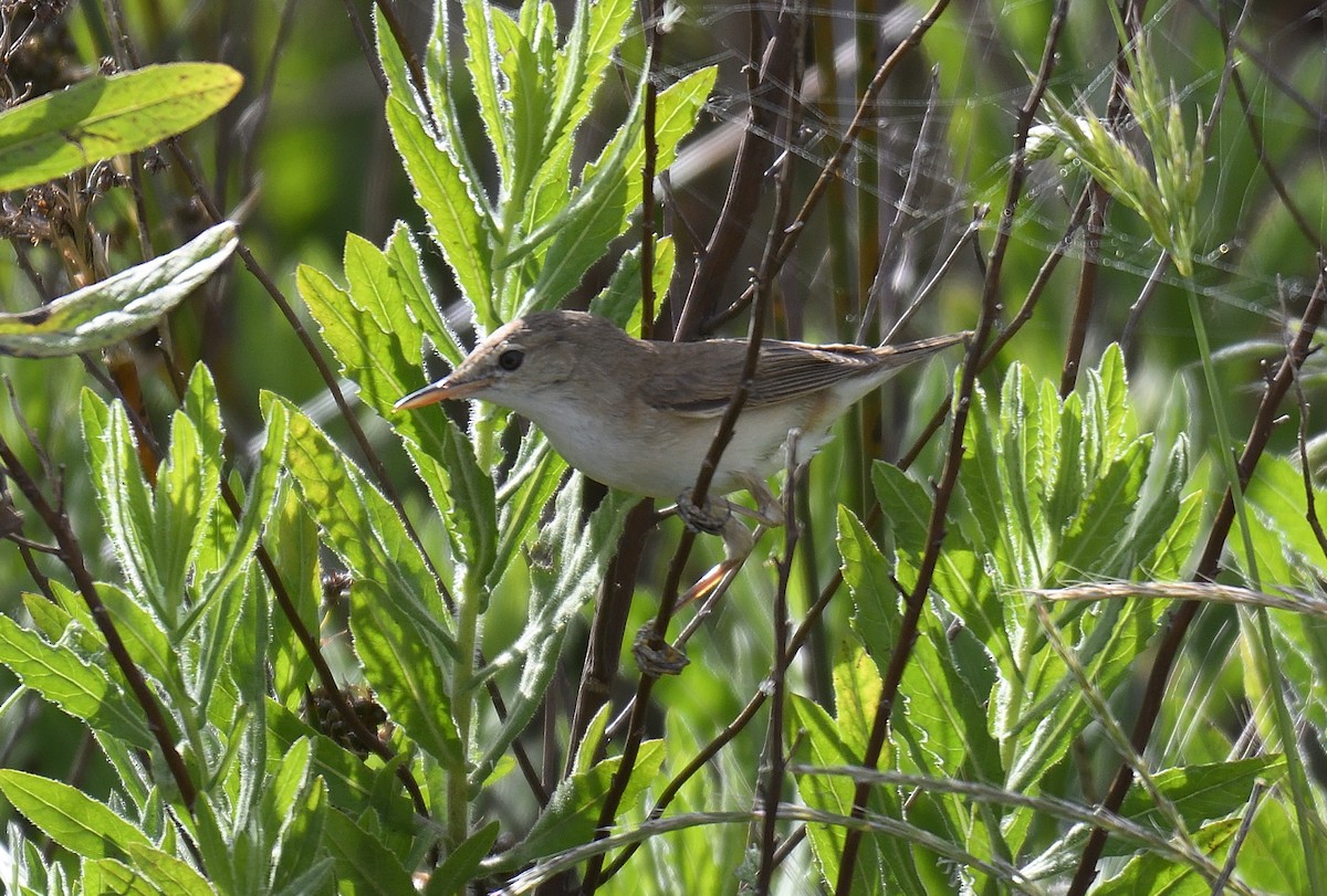 Western Olivaceous Warbler - Sergio Romero