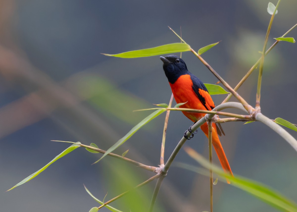 Scarlet Minivet - Ayuwat Jearwattanakanok