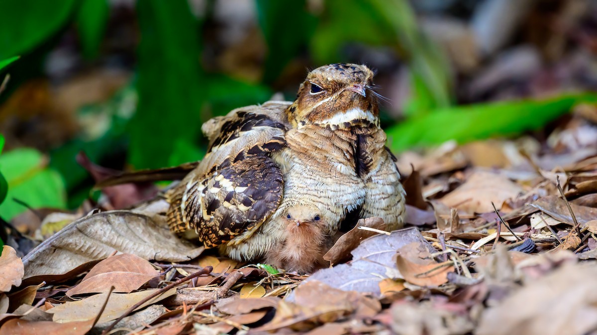 Large-tailed Nightjar - Soong Ming Wong