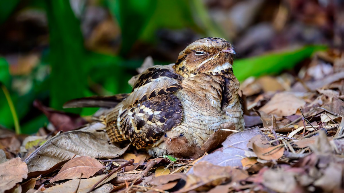 Large-tailed Nightjar - Soong Ming Wong