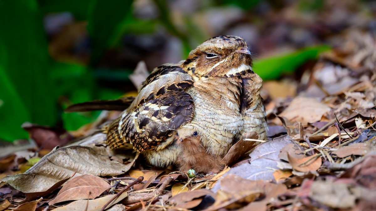 Large-tailed Nightjar - ML619216191