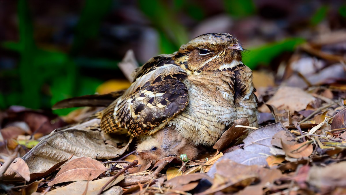 Large-tailed Nightjar - ML619216193