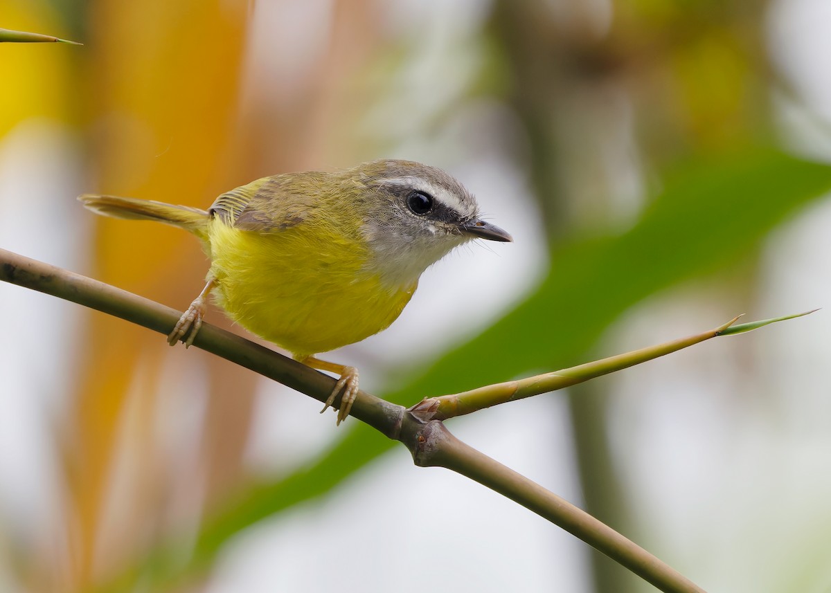 Yellow-bellied Warbler - Ayuwat Jearwattanakanok