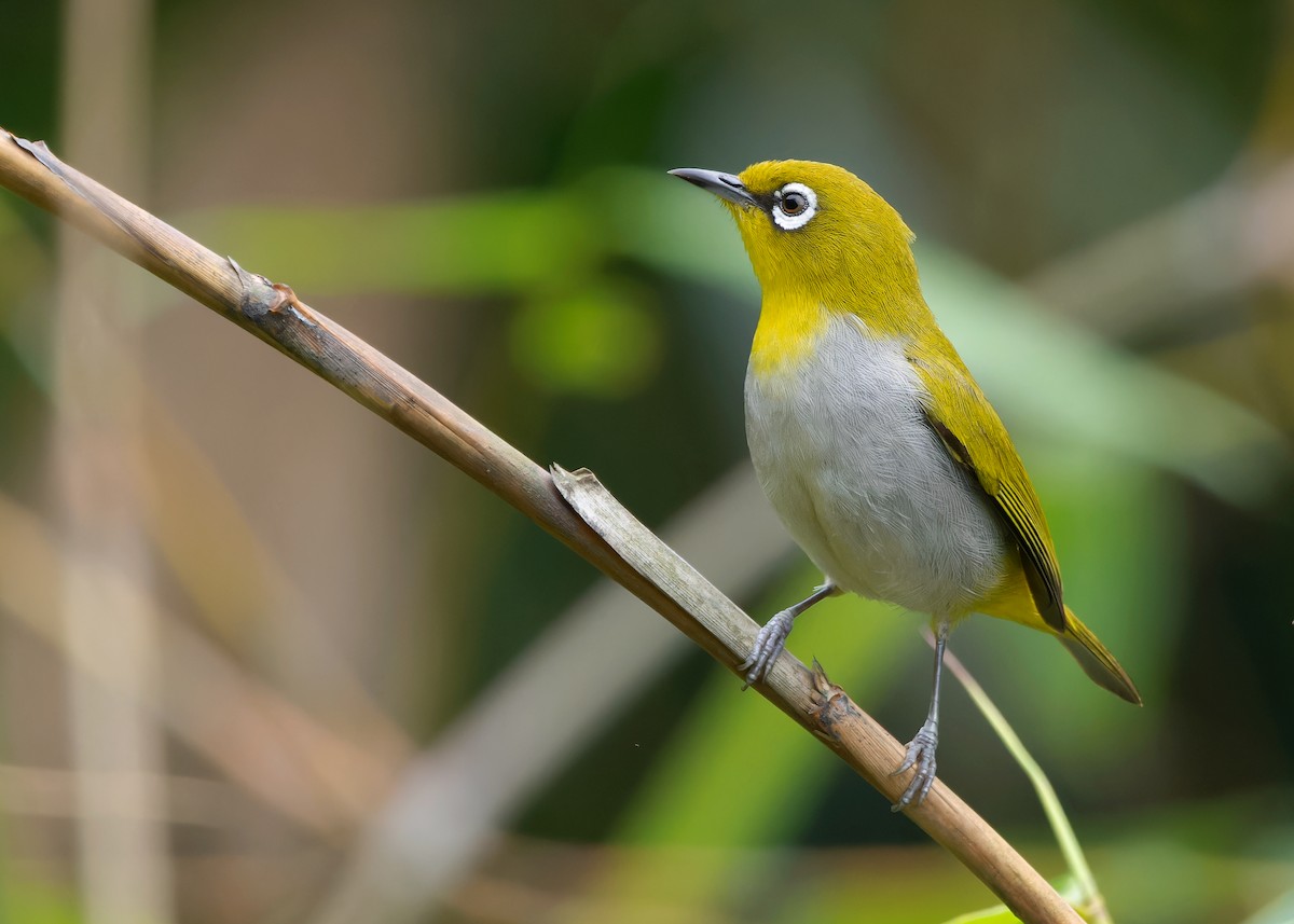 Indian White-eye - ML619216201