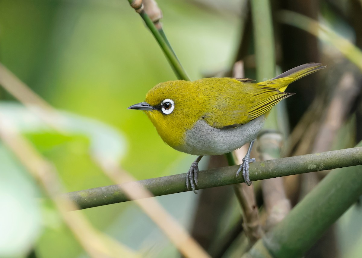 Indian White-eye - Ayuwat Jearwattanakanok