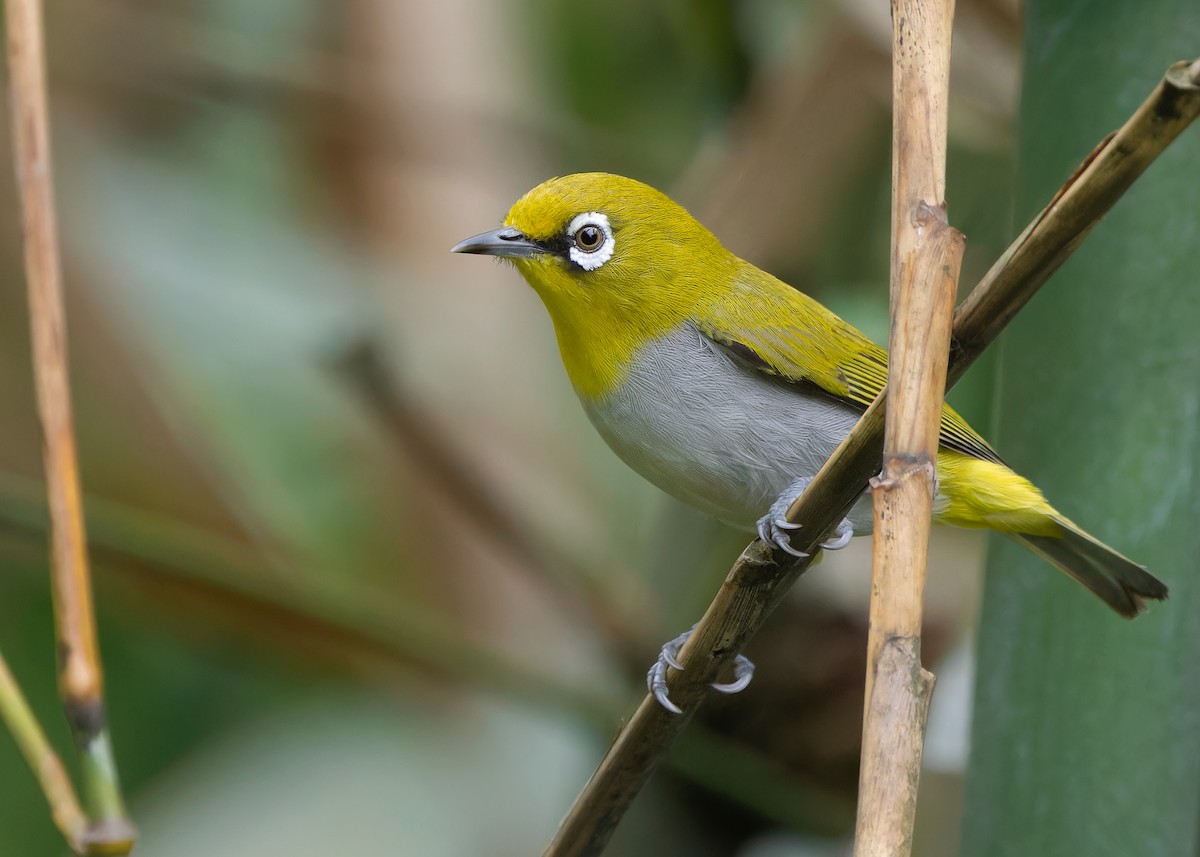 Indian White-eye - Ayuwat Jearwattanakanok