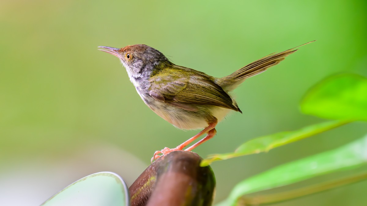 Common Tailorbird - Soong Ming Wong