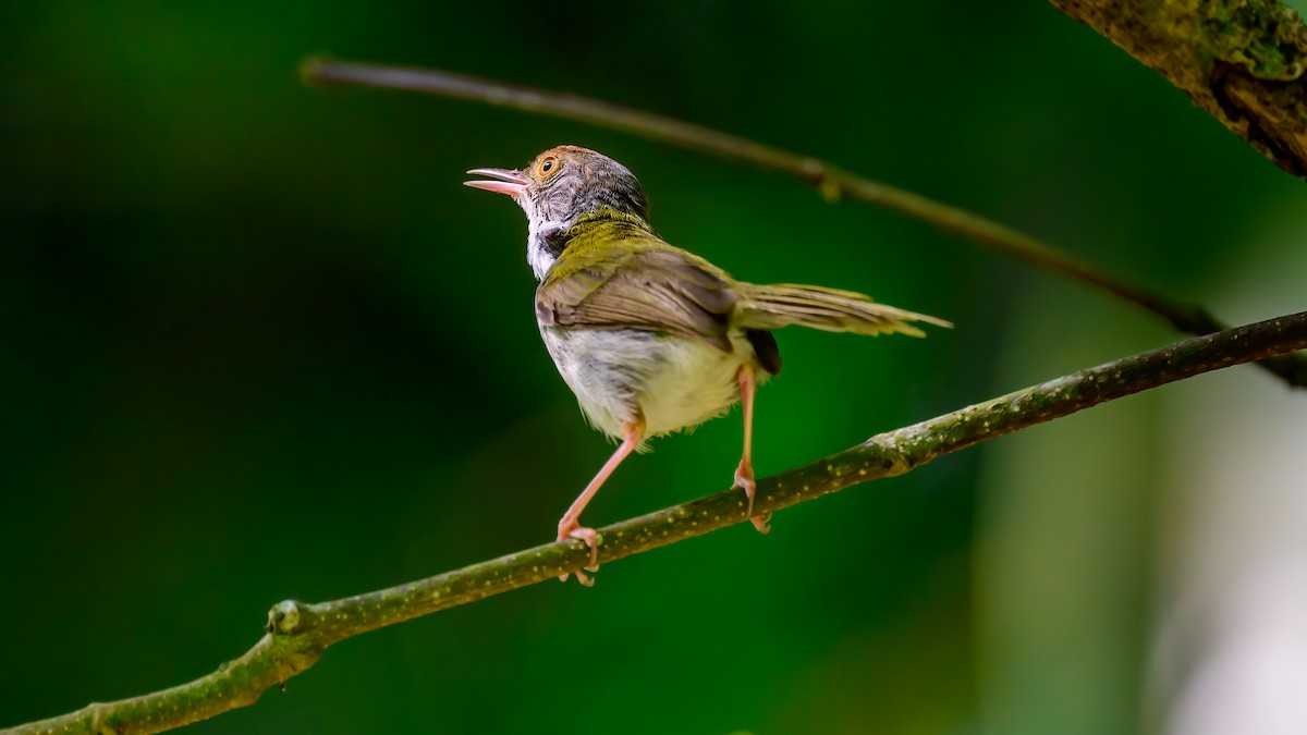 Common Tailorbird - Soong Ming Wong