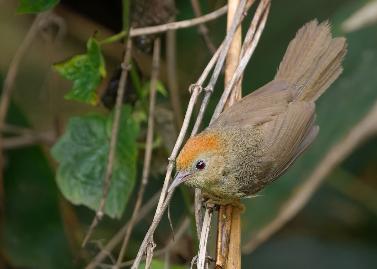 Buff-chested Babbler - Ayuwat Jearwattanakanok