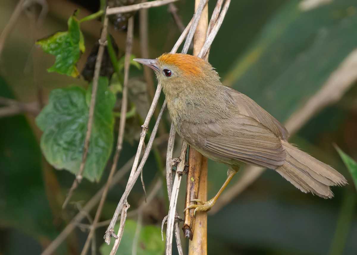 Buff-chested Babbler - Ayuwat Jearwattanakanok