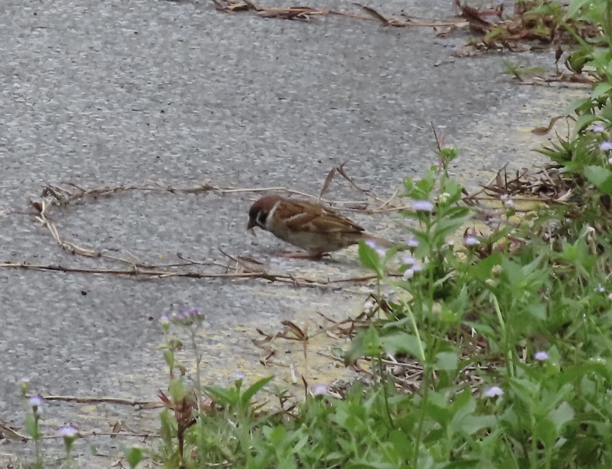 Eurasian Tree Sparrow - Dominique Dodge-Wan