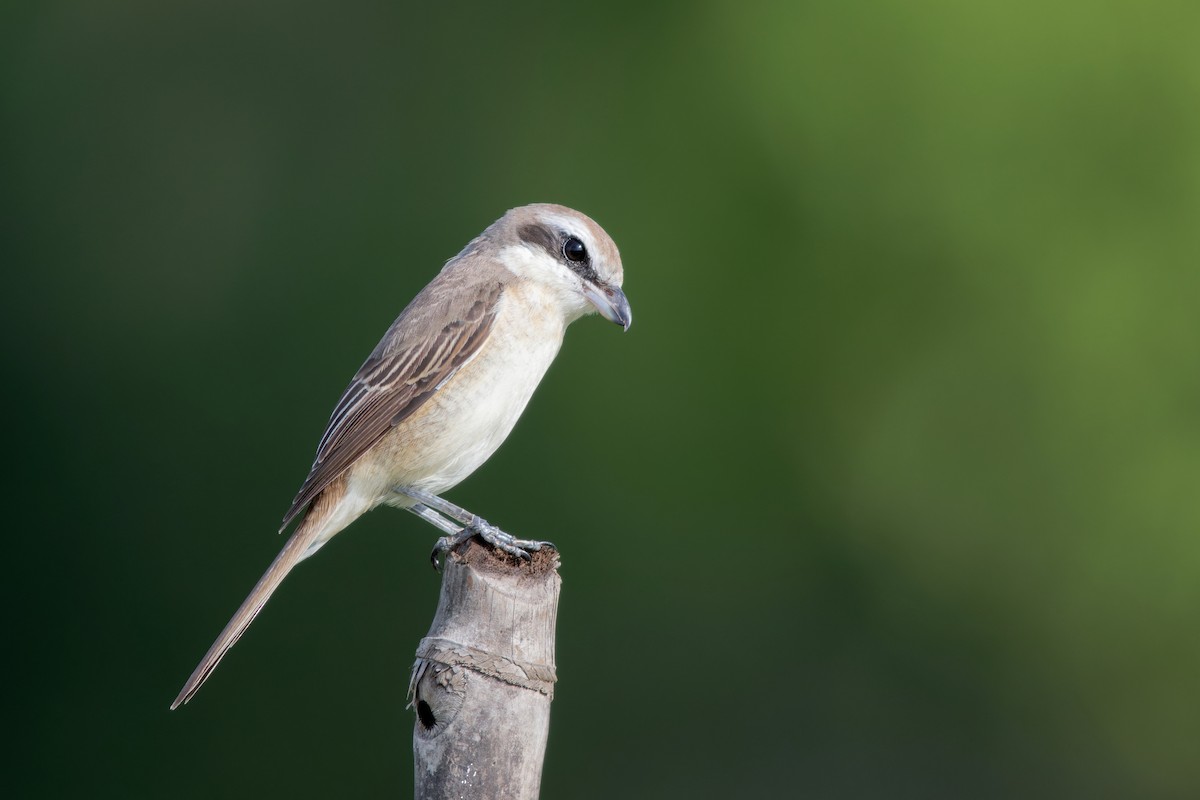 Brown Shrike - Se Chea