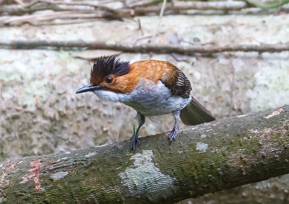 Chestnut Bulbul - ML619216236