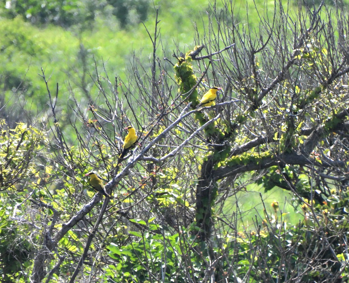 Black-naped Oriole - Young Gul Kim