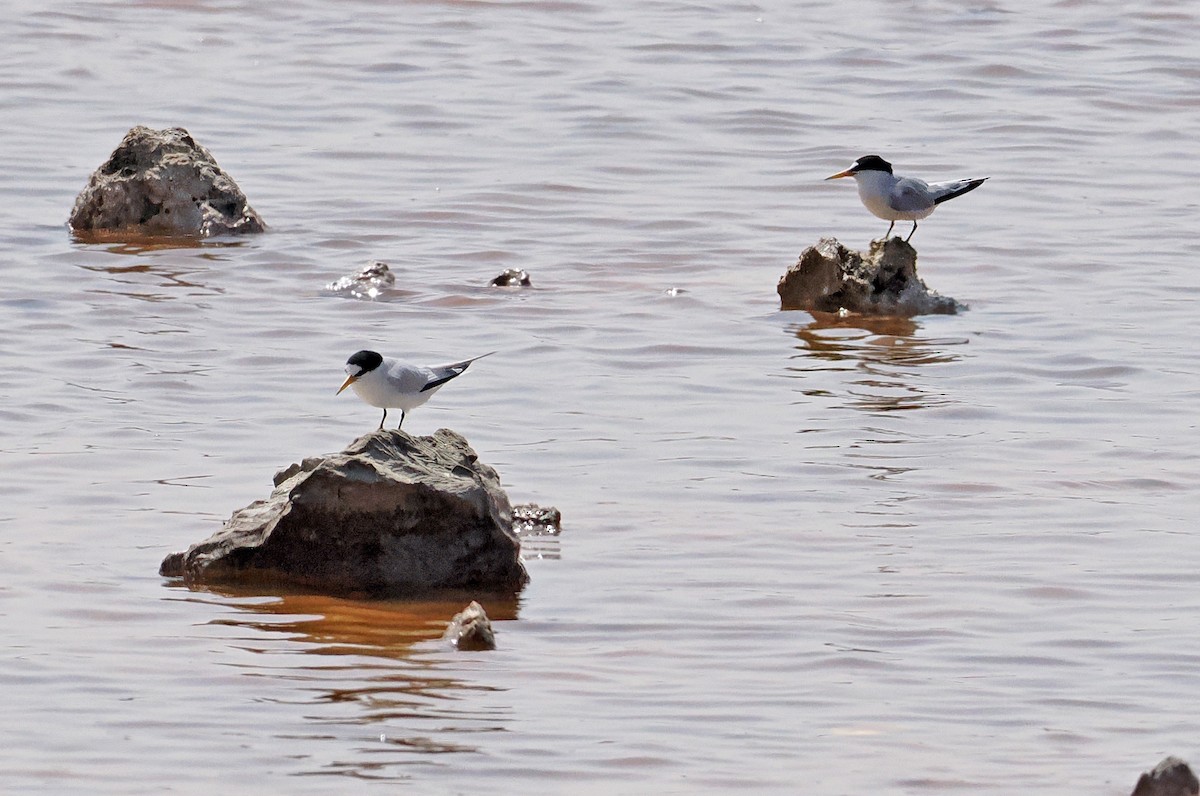 Saunders's Tern - ML619216271