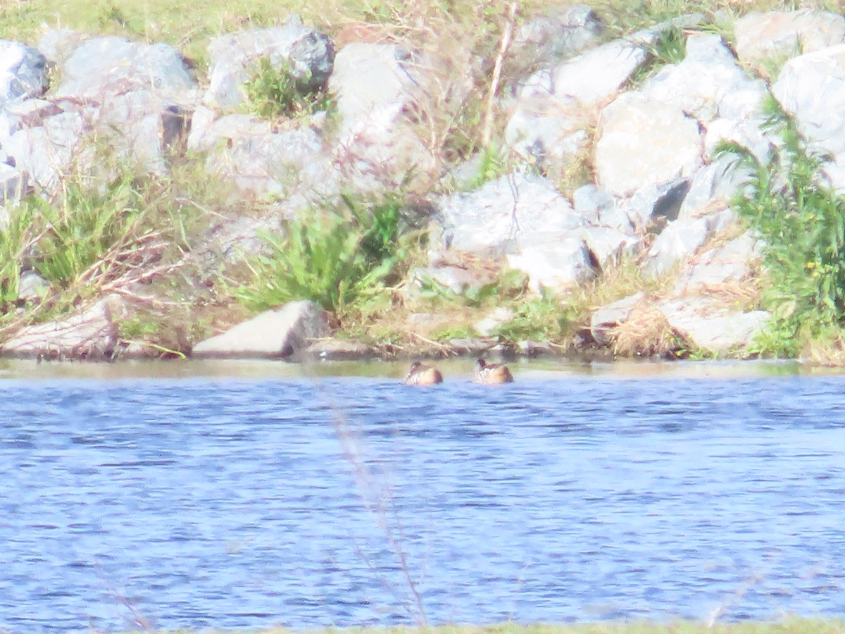 Pink-eared Duck - Ben Ward