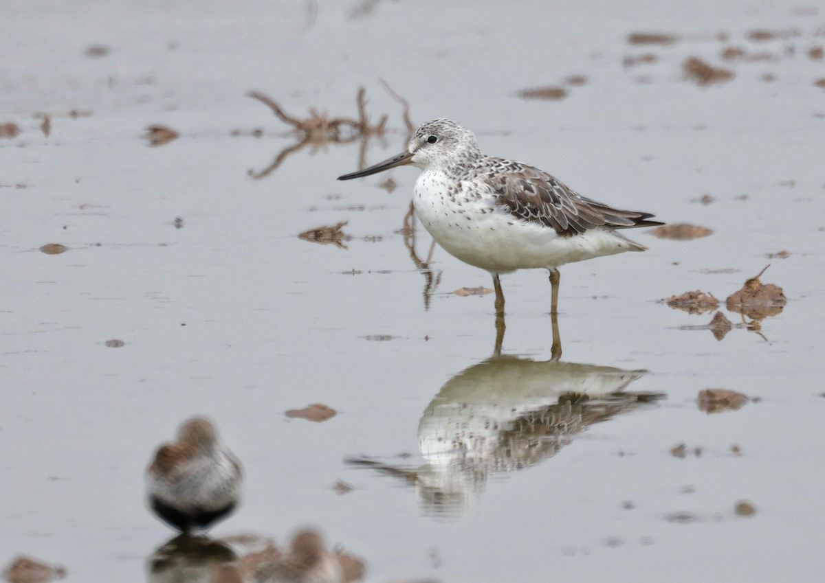 Nordmann's Greenshank - ML619216276