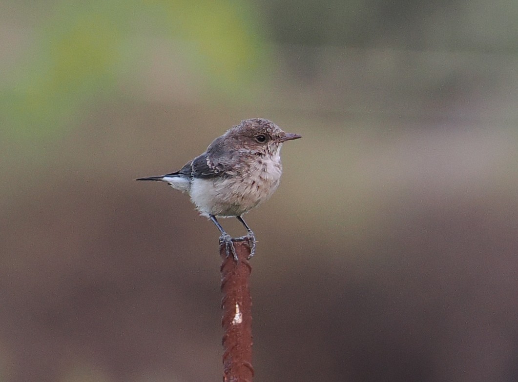 Arabian Wheatear - ML619216286