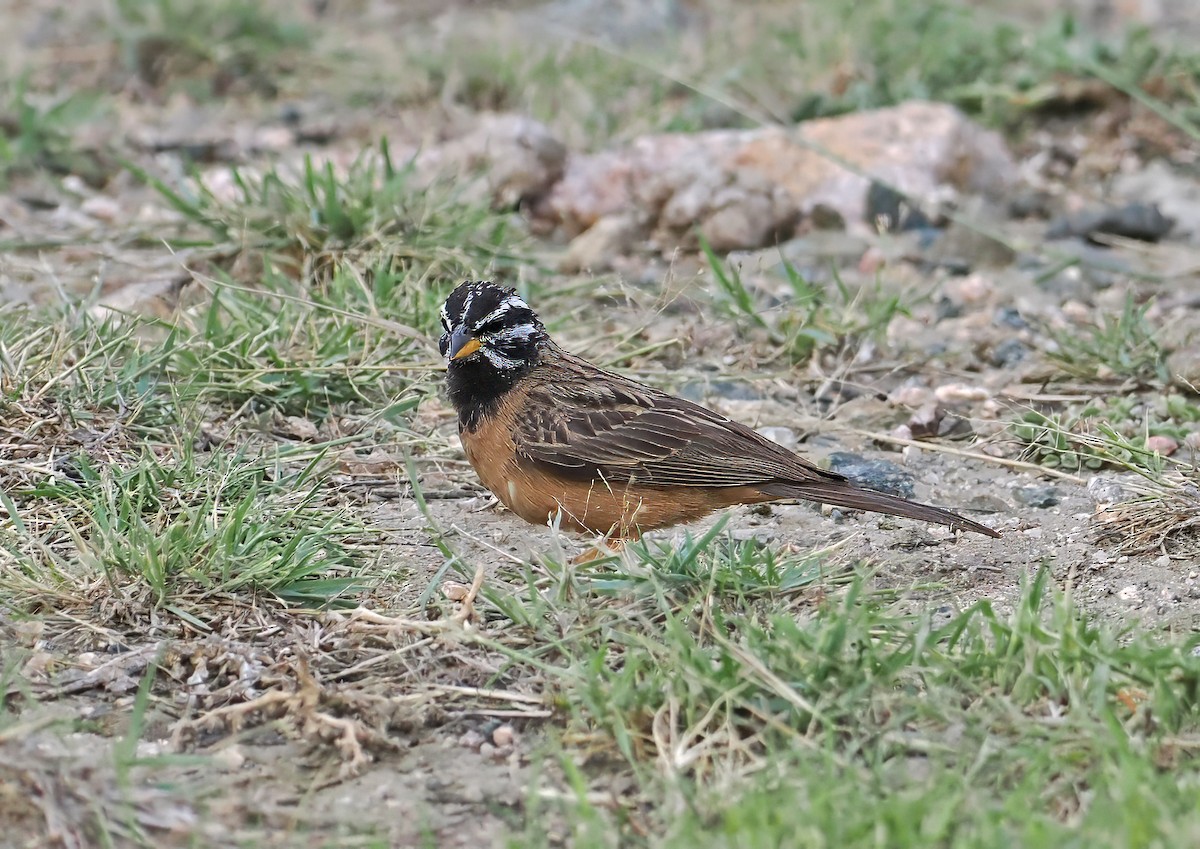 Cinnamon-breasted Bunting - ML619216289