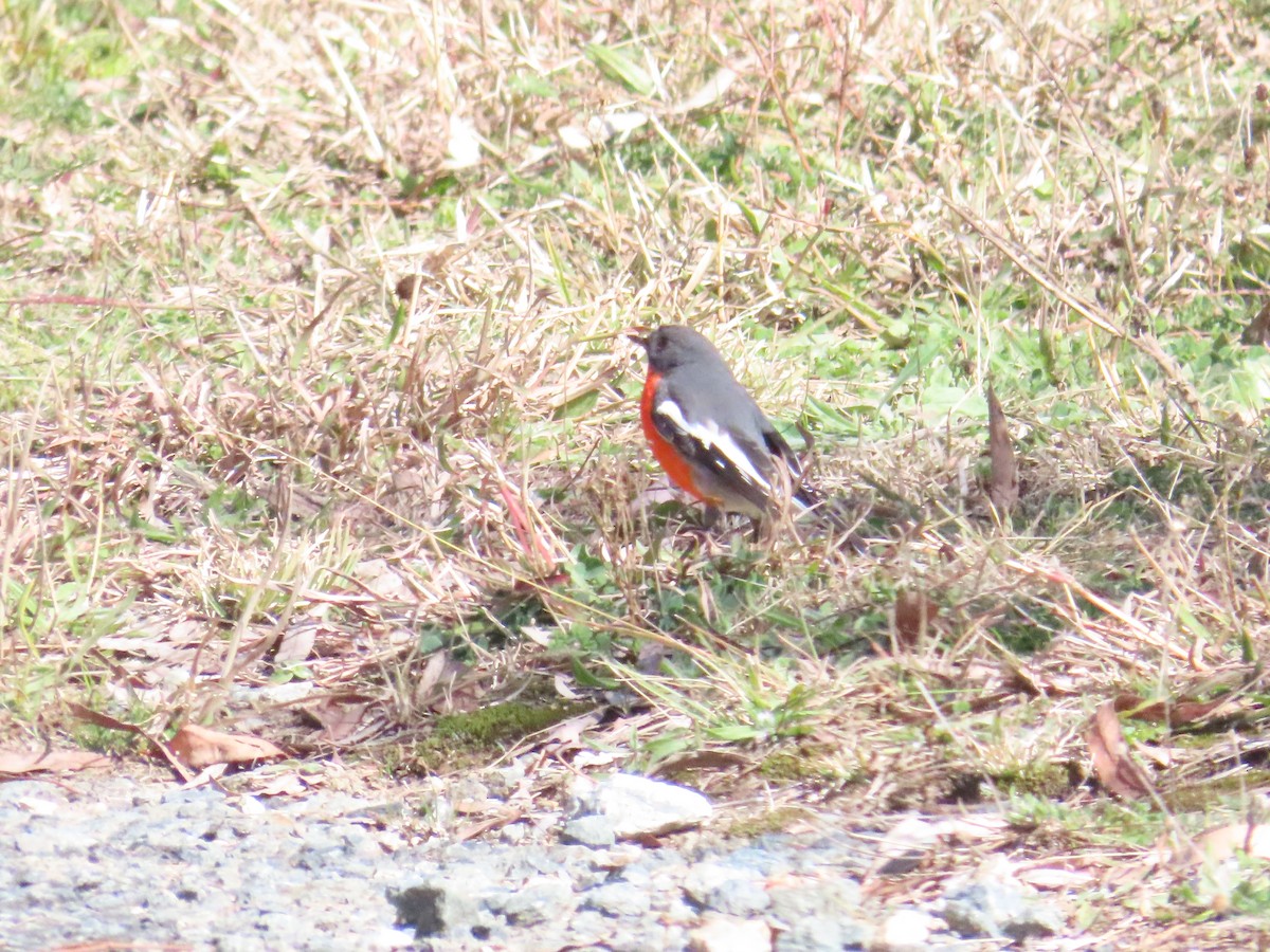 Flame Robin - Ben Ward