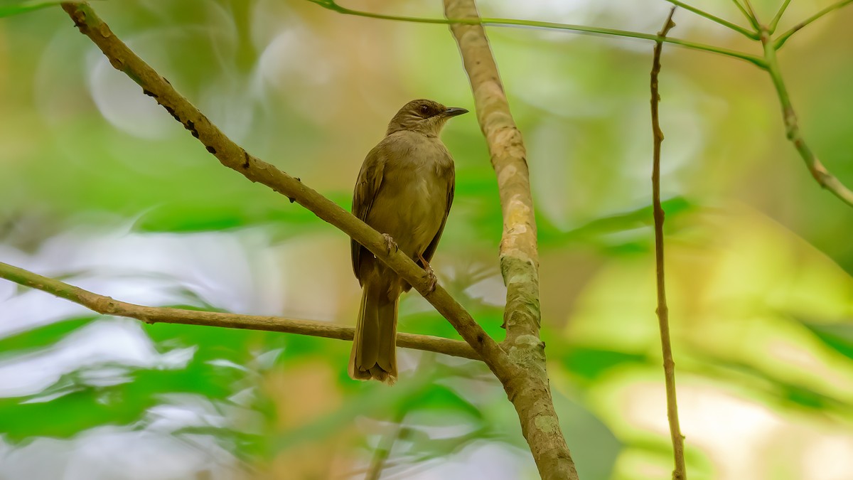 Red-eyed Bulbul - Soong Ming Wong