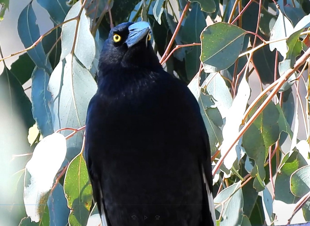 Pied Currawong - Thalia and Darren Broughton