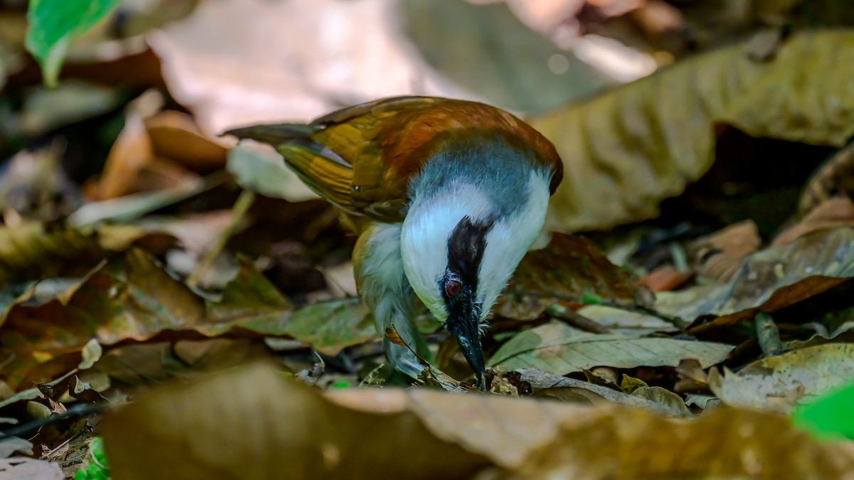 White-crested Laughingthrush - Soong Ming Wong