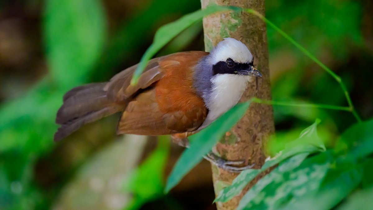 White-crested Laughingthrush - Soong Ming Wong