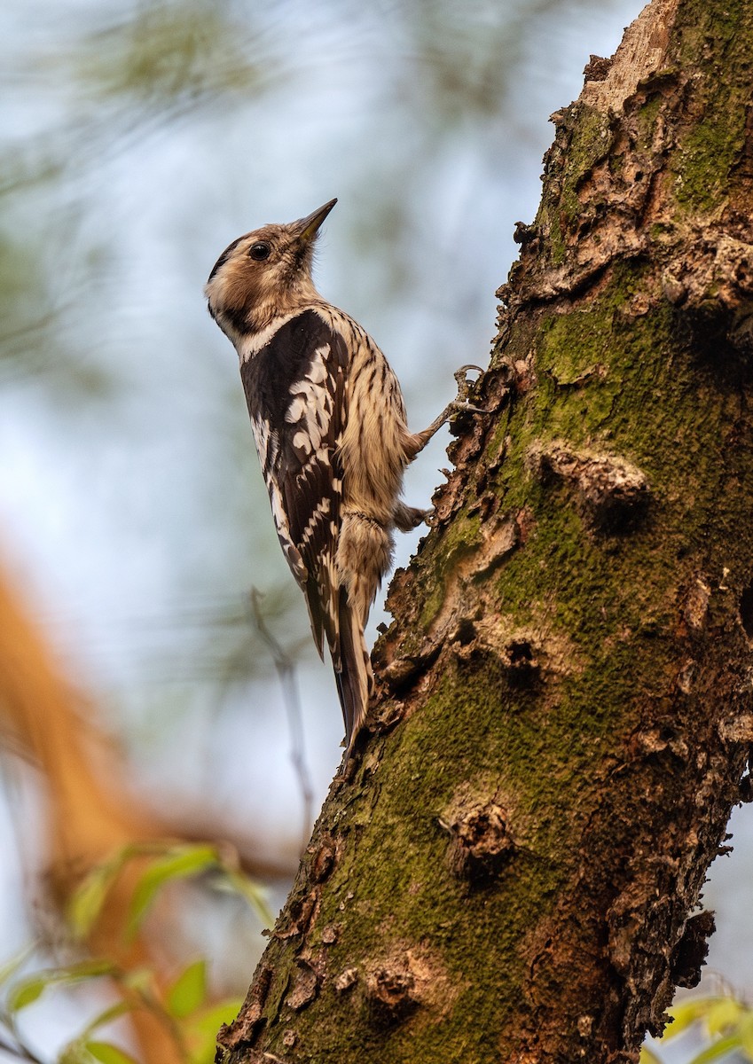 Gray-capped Pygmy Woodpecker - 浙江 重要鸟讯汇整