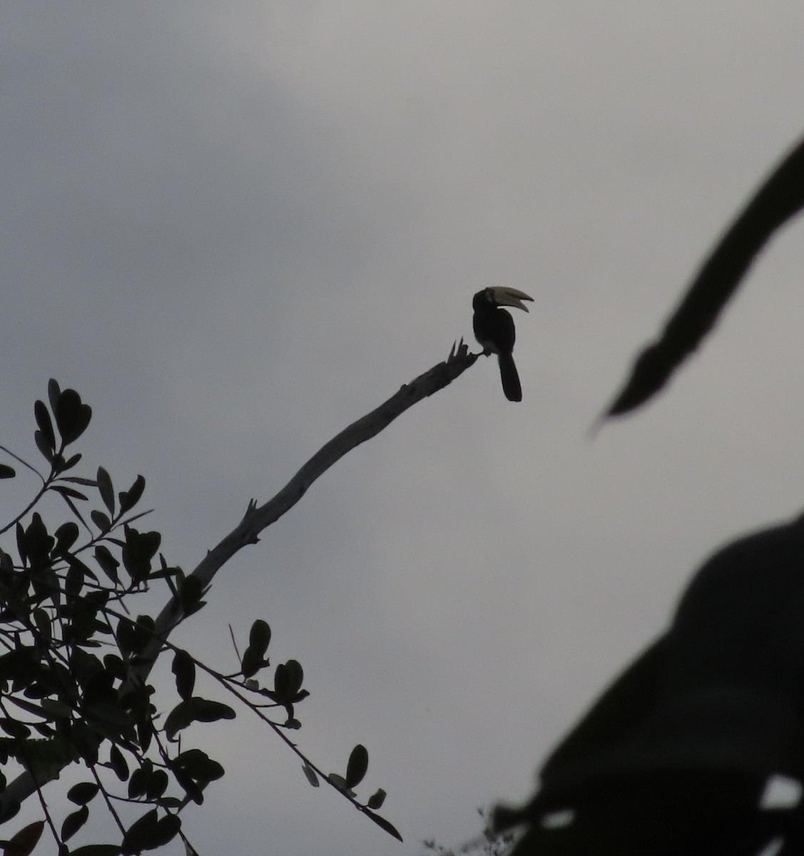 Oriental Pied-Hornbill - Dominique Dodge-Wan